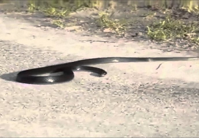 Pogledajte kako to izgleda kada zmija preživljava srčani udar (VIDEO)