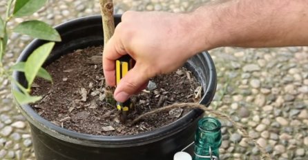 U posudu sa cvijećem zabio je šarafciger: Razlog je i više nego genijalan (VIDEO) 