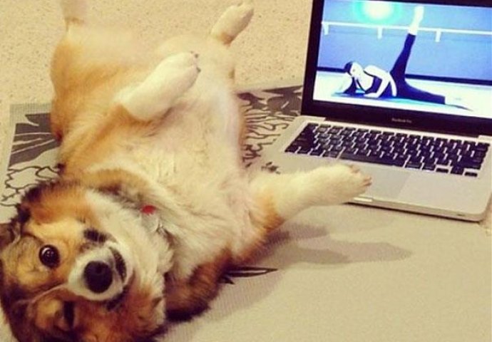 Urnebesno: Životinje koje rade jogu popravit će vam dan 