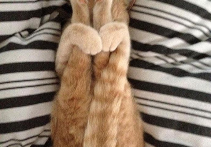 Urnebesno: Životinje koje rade jogu popravit će vam dan 