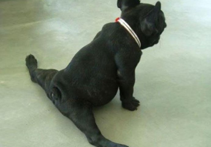 Urnebesno: Životinje koje rade jogu popravit će vam dan 