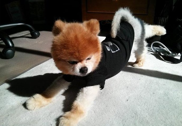 Urnebesno: Životinje koje rade jogu popravit će vam dan 