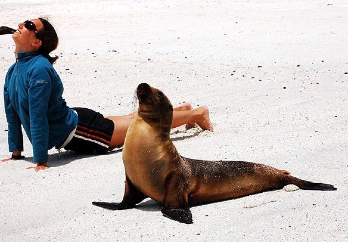 Urnebesno: Životinje koje rade jogu popravit će vam dan 
