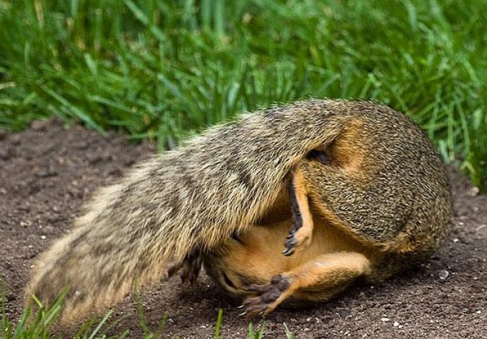 Urnebesno: Životinje koje rade jogu popravit će vam dan 