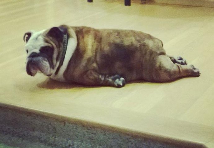 Urnebesno: Životinje koje rade jogu popravit će vam dan 