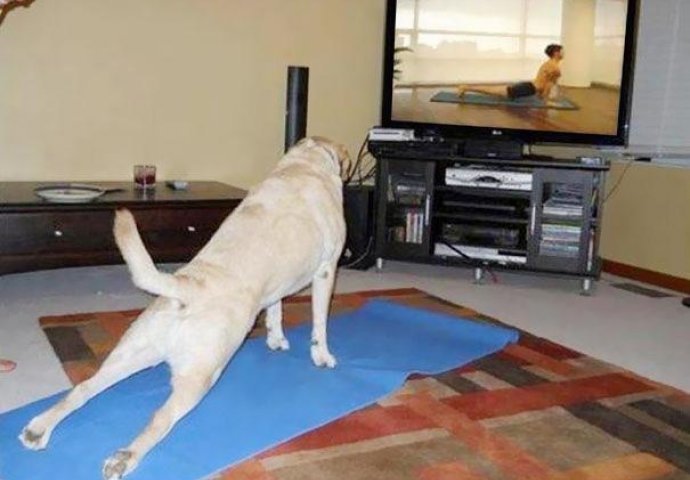 Urnebesno: Životinje koje rade jogu popravit će vam dan 