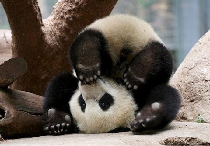 Urnebesno: Životinje koje rade jogu popravit će vam dan 