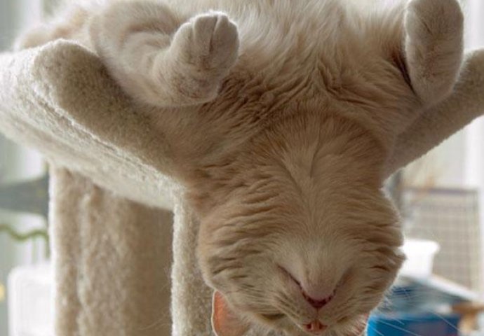 Urnebesno: Životinje koje rade jogu popravit će vam dan 