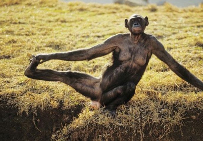 Urnebesno: Životinje koje rade jogu popravit će vam dan 