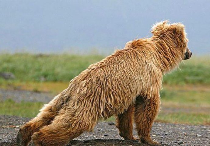 Urnebesno: Životinje koje rade jogu popravit će vam dan 