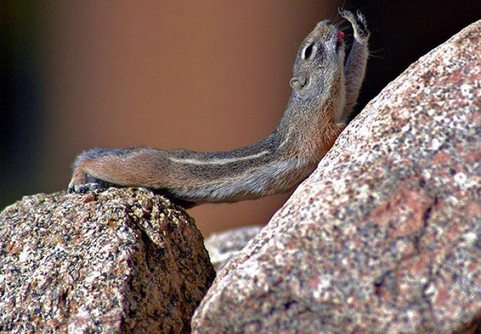 Urnebesno: Životinje koje rade jogu popravit će vam dan 