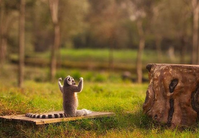 Urnebesno: Životinje koje rade jogu popravit će vam dan 
