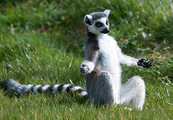 Urnebesno: Životinje koje rade jogu popravit će vam dan 