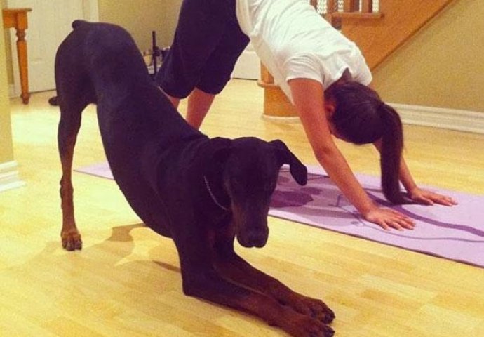 Urnebesno: Životinje koje rade jogu popravit će vam dan 