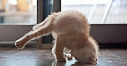 Urnebesno: Životinje koje rade jogu popravit će vam dan 