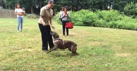 Pogledajte kako je pas dočekao vlasnicu koju nije vidio godinu dana (VIDEO)