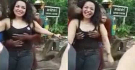 Znao je gdje treba da stavi ruke: Orangutan pošteno ispipao turistkinju! (VIDEO)