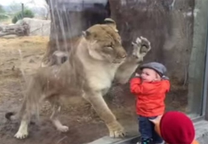 Mali dječak je prišao staklu iza kojeg se nalazio lav, ovo ćete gledati u jednom dahu (VIDEO)