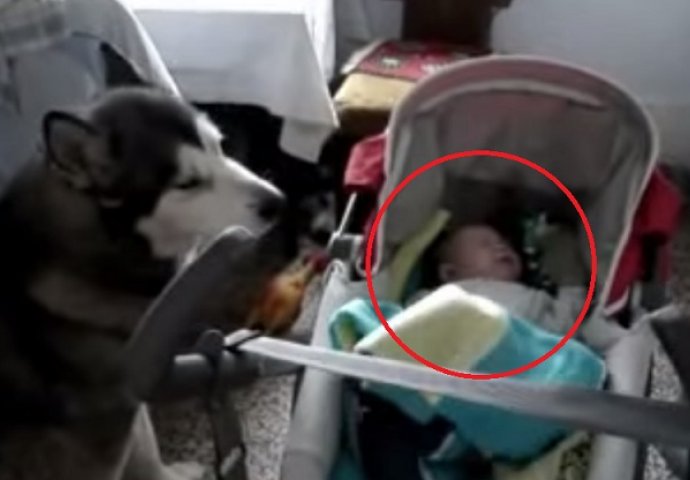 Nevjerovatno: Beba nije prestala plakati dok joj pas nije prišao i ovo uradio (VIDEO) 