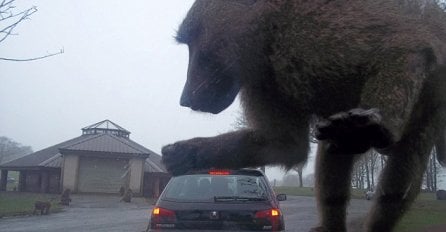 Dobro ih pogledajte: Fotografije koje će prevariti vaš mozak