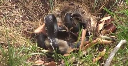 Zmija ščepala malog zeku ali nije računala da će ga neko doći spasiti (VIDEO)