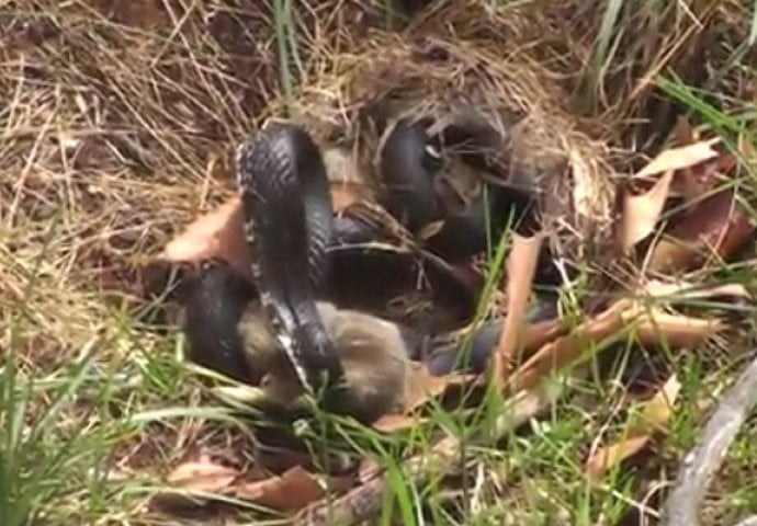 Zmija ščepala malog zeku ali nije računala da će ga neko doći spasiti (VIDEO)