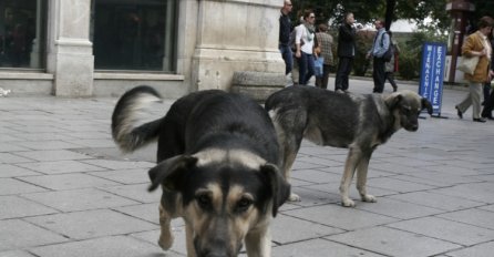 U Hitnoj pomoći KS 349 osoba zatražilo pomoć nakon ujeda pasa