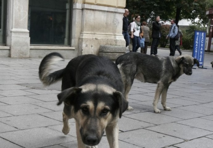 U Hitnoj pomoći KS 349 osoba zatražilo pomoć nakon ujeda pasa