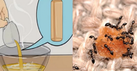 Četiri prirodna proizvoda bez hemikalija koji će učiniti da mravi i ostale štetočine zaobilaze vašu kuću