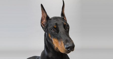 Doberman poginuo braneći obitelj od 4 otrovne zmije