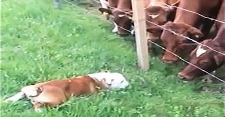 Ovaj buldog je prišao grupi bikova, no onda se desilo nešto sasvim čudesno (VIDEO)