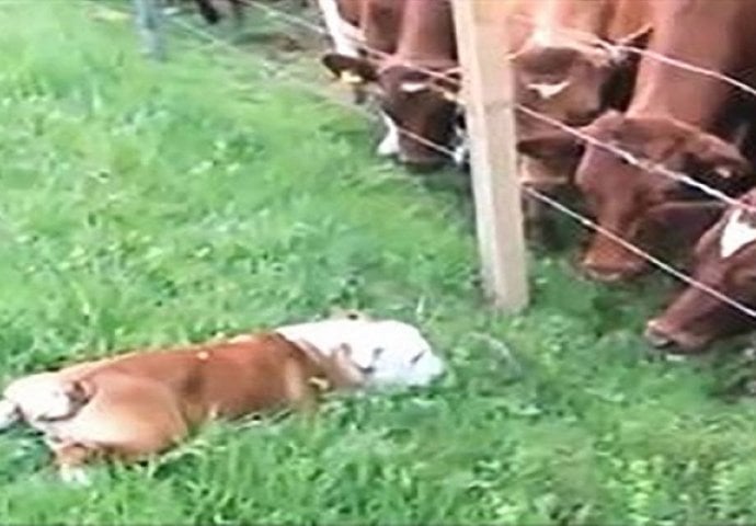 Ovaj buldog je prišao grupi bikova, no onda se desilo nešto sasvim čudesno (VIDEO)