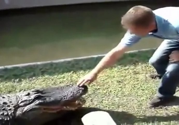 Udarao je krokodila po njušci i gurao mu ruku u usta, pogledajte kako je životinja odgovorila (VIDEO)