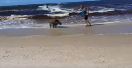 Horor na plaži: Divlji vepar iskočio iz mora i napao kupače! (VIDEO)