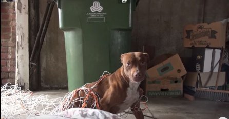 Pronašli su napuštenog Pitbulla u garaži: Ono što se desilo nekoliko dana poslije je prosto nevjerovatno (VIDEO) 