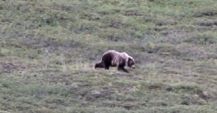 Uočili su na vrhu brda velikog grizli medvjeda, a onda se dogodilo nešto sasvim neočekivano (VIDEO)