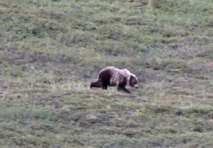 Uočili su na vrhu brda velikog grizli medvjeda, a onda se dogodilo nešto sasvim neočekivano (VIDEO)