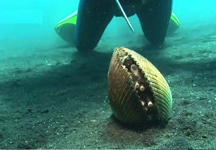 Izgleda kao obična školjka, no pogledajte šta se desilo kada ju je dotakao štapom (VIDEO)