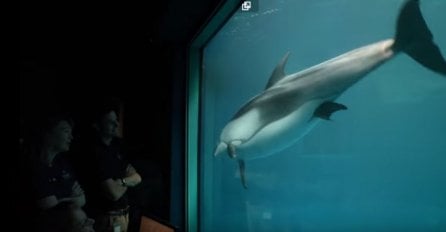 Delfin je uznemireno plivao u akvariju: Nekoliko trenutaka kasnije događa se pravo čudo prirode (VIDEO) 