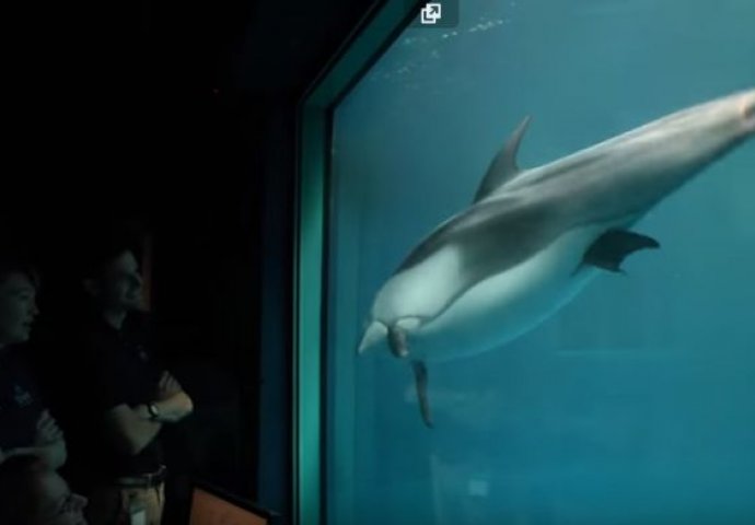 Delfin je uznemireno plivao u akvariju: Nekoliko trenutaka kasnije događa se pravo čudo prirode (VIDEO) 