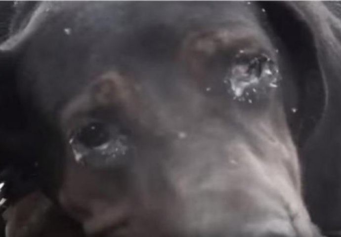 Da vam srce pukne: Pogledajte najtužniju priču o uplakanom psu (VIDEO) 