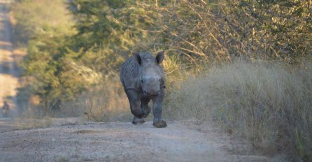 Tromjesečni nosorog je izgubio majku, ali onda se desilo nešto nezamislivo (VIDEO) 