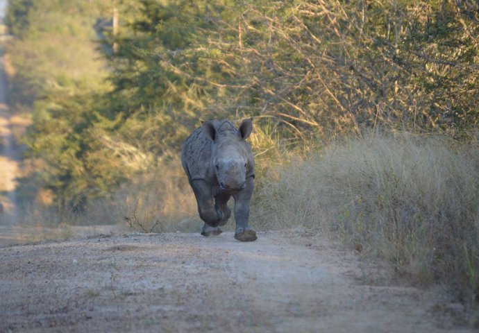 Tromjesečni nosorog je izgubio majku, ali onda se desilo nešto nezamislivo (VIDEO) 
