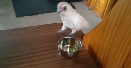 Vlasnica mu je dala brokule da jede, a od njegove reakcije smijat ćete se bez prestanka (VIDEO)