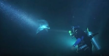 Povrijeđeni delfin je prišao roniocu i zatražio pomoć, a onda se dešava nešto nevjerovatno (VIDEO) 