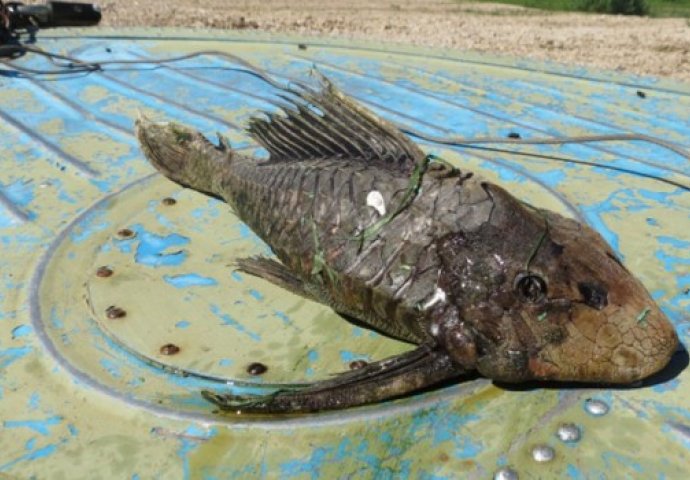 Misteriozna riba uhvaćena u Rusiji:  Ima glavu kornjače i krljušti poput krokodila! (FOTO)