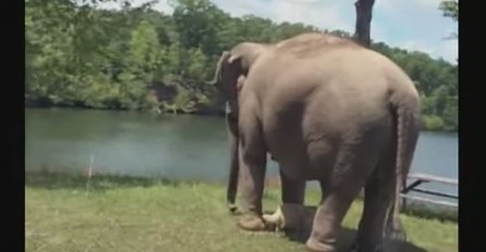Ovaj slon je 3 sedmice čekao na istom mjestu, ali sačekajte da vidite koga je čekao (VIDEO) 