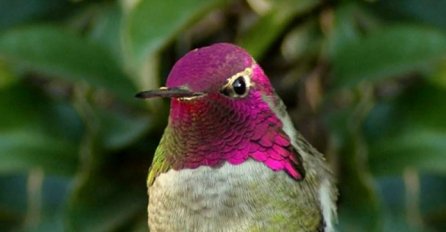 Mislite da je ovaj kolibri prekrasan? Pričekajte dok vidite šta se desi kad okrene glavu