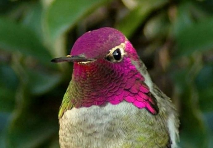 Mislite da je ovaj kolibri prekrasan? Pričekajte dok vidite šta se desi kad okrene glavu