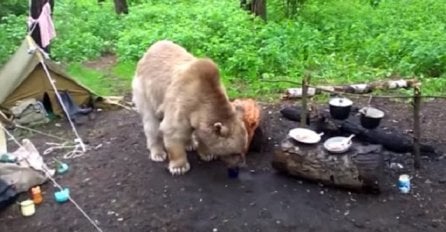 Medo je uletio u kamp ljudima a ono što je uradio ostavilo je ljude u nevjerici (VIDEO)